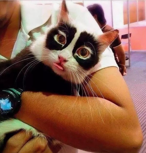 необычные коты