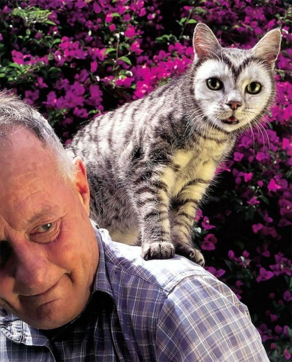 кошки необычного окраса