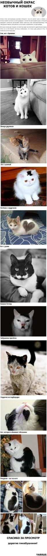 кошка с усами