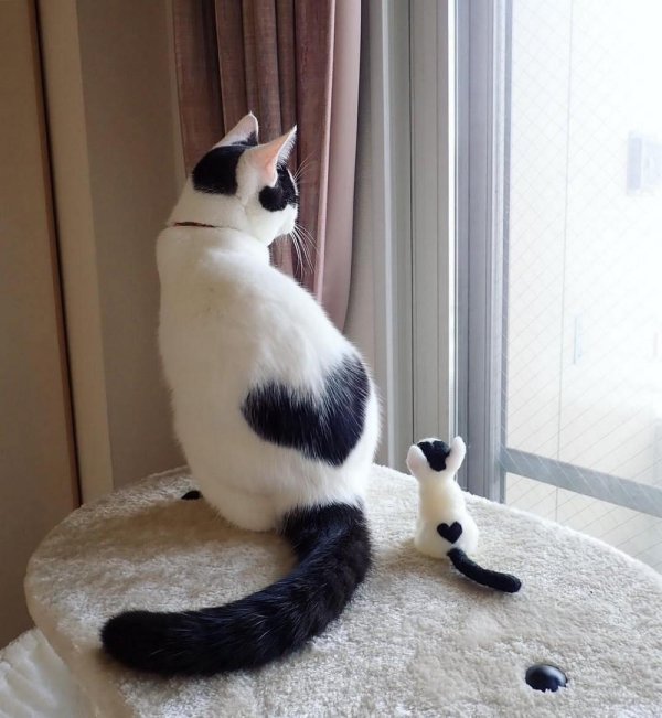 коты с сердцем на шерсти