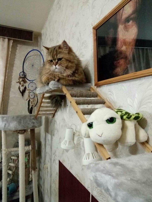 комплекс кошачий котодуб