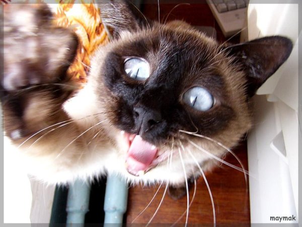 ржачные коты