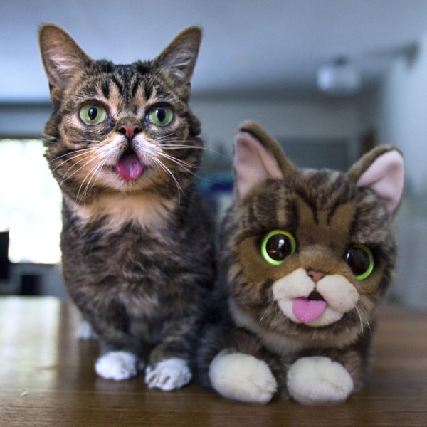 самые популярные котики