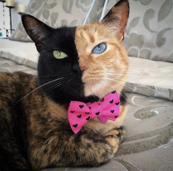 venus the two faced cat