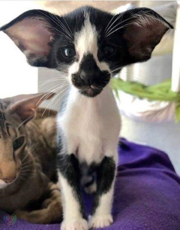 ориентальная кошка