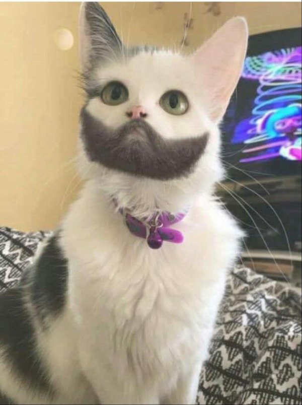 бородатый кот