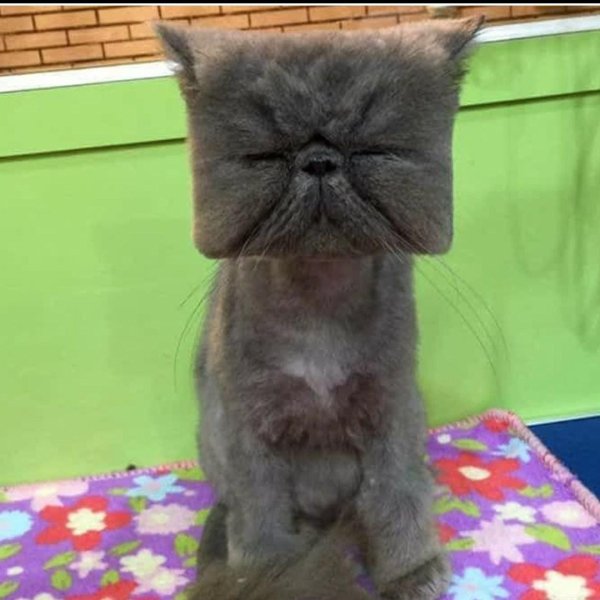 стрижка котов