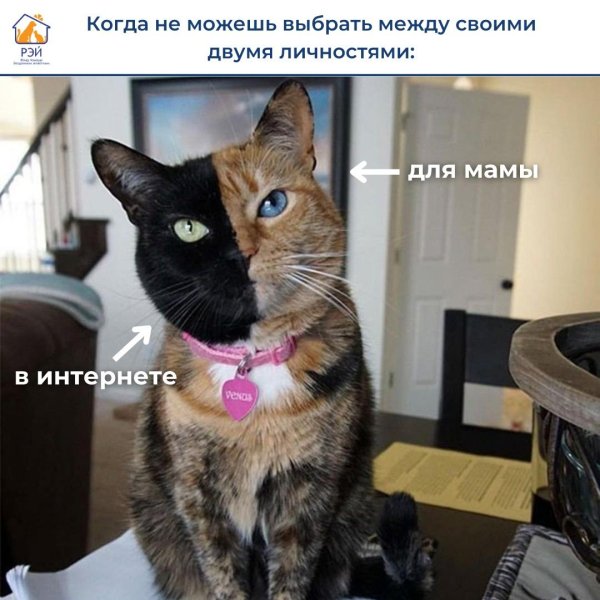 необычные расцветки котов