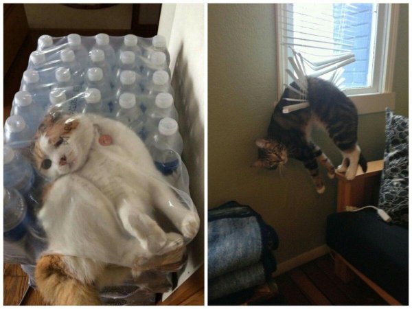 смешные коты активные