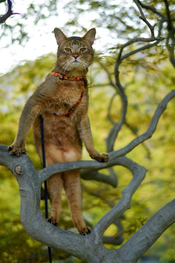 абиссинская кошка