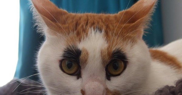 порода калико