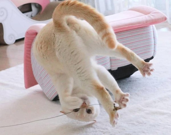 танцующие котики