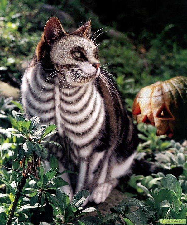 самые редкие коты