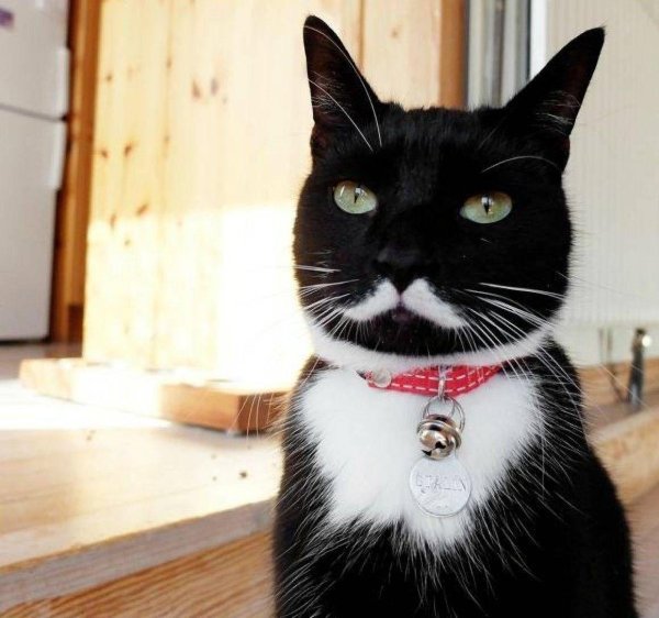 необычные коты