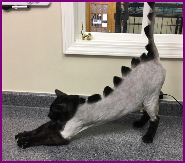 стрижка кота