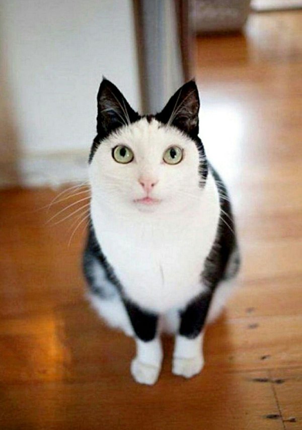 манчкин гетерохромия