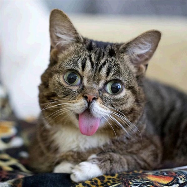 lil bub кошка