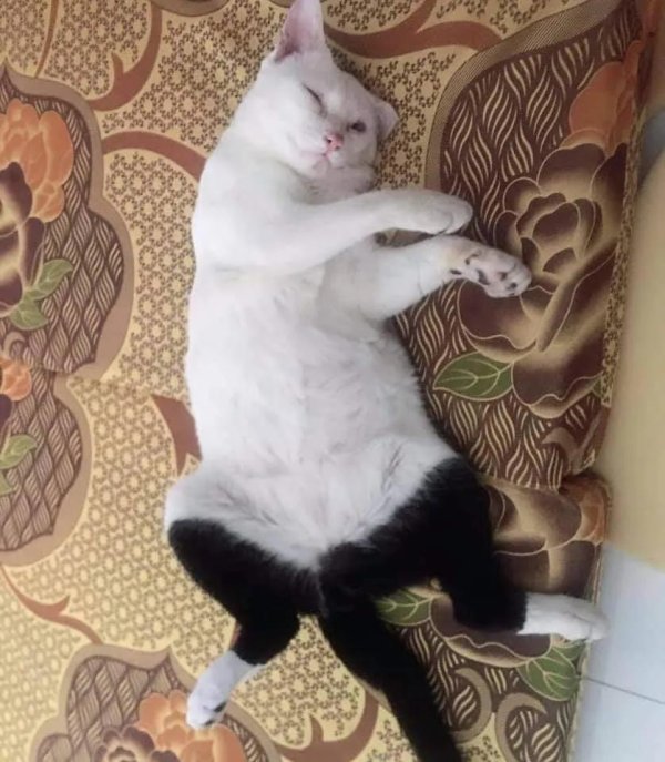 котики прикольная