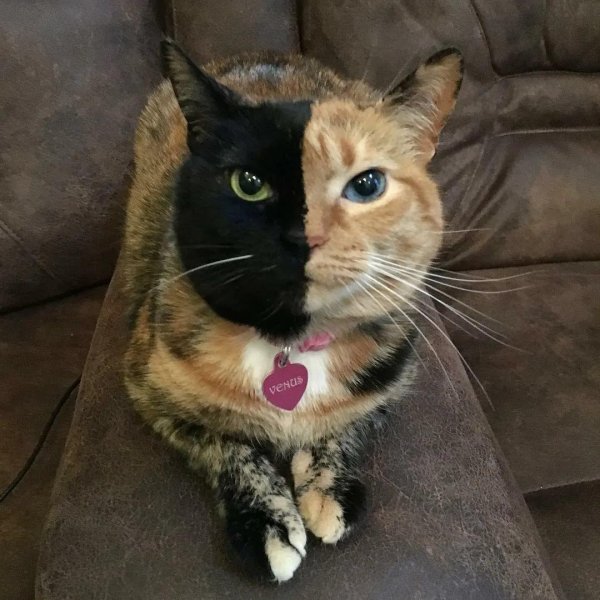 двуликая кошка