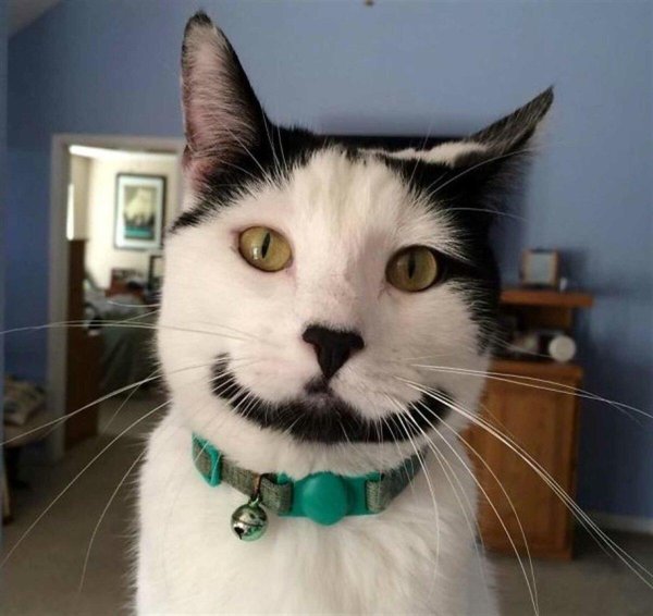 смешные коты