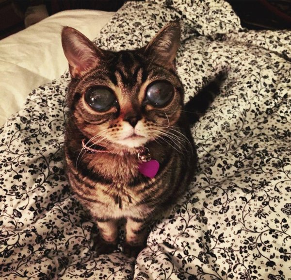 кошка матильда