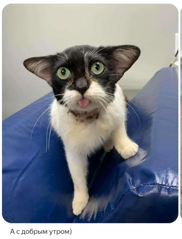 необычные коты