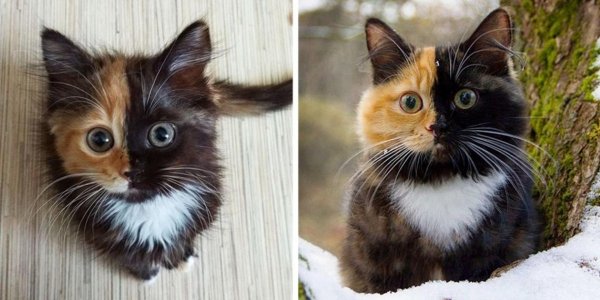 трëхцветная кошка