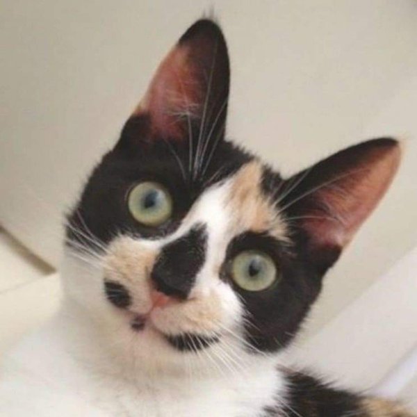 кошки с необычным окрасом