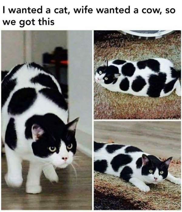 кошки необычного окраса