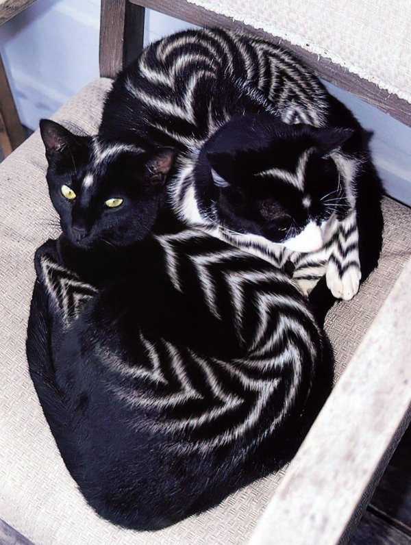 кошки необычного окраса