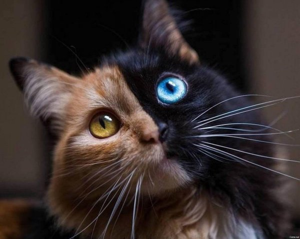 химера венера