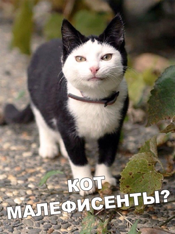 кошки необычного окраса