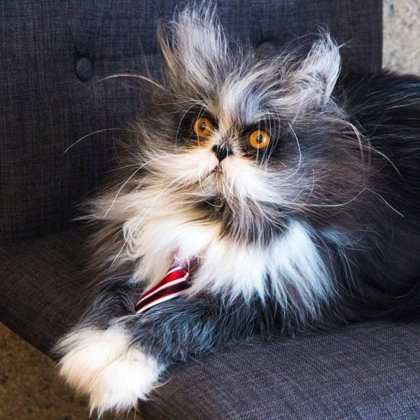 атчум порода кошек