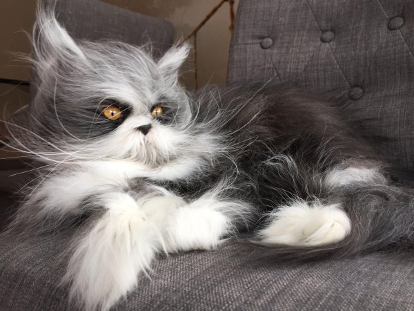 лохматая кошка