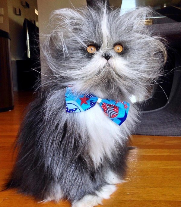 атчум персидский