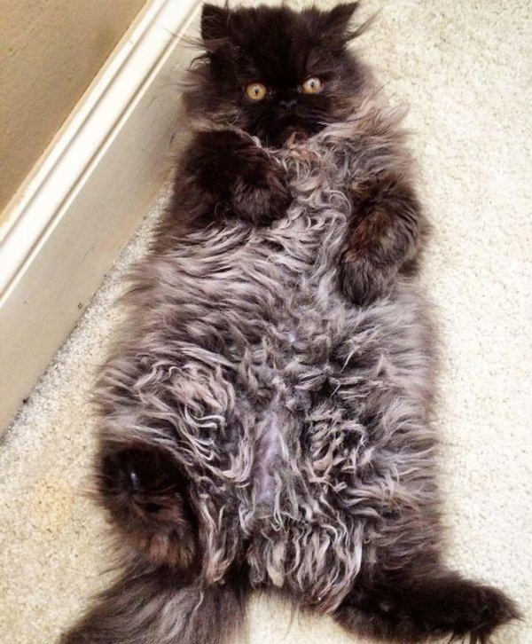 самые пушистые коты