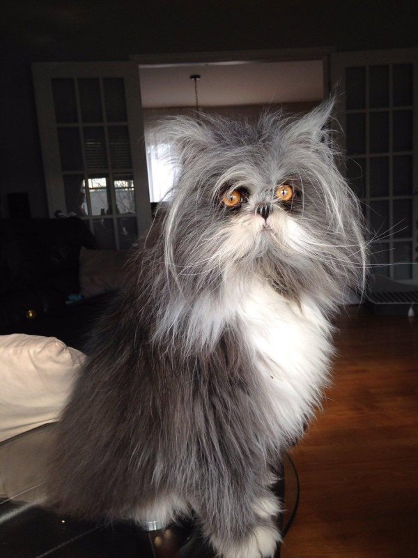 персидская шиншилла вилфред