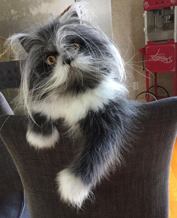 атчум порода