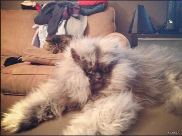 лохматая кошка