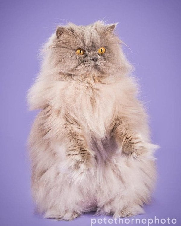 пушистые коты