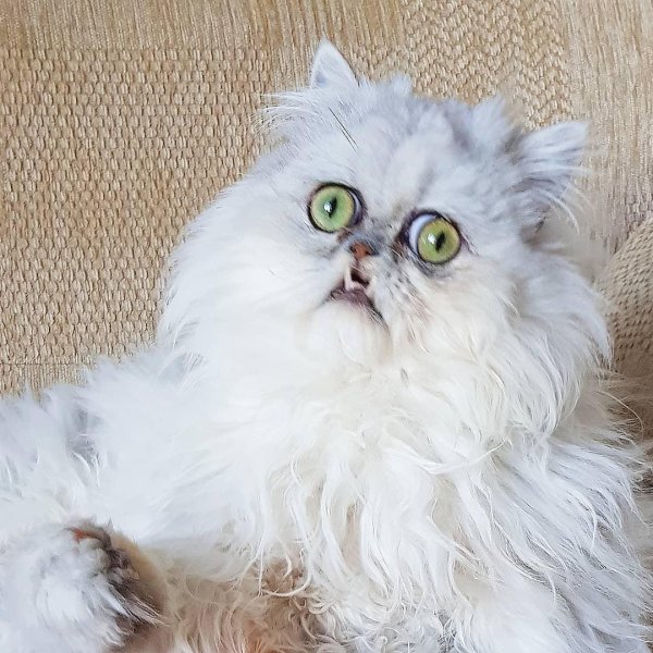 персидская шиншилла вилфред