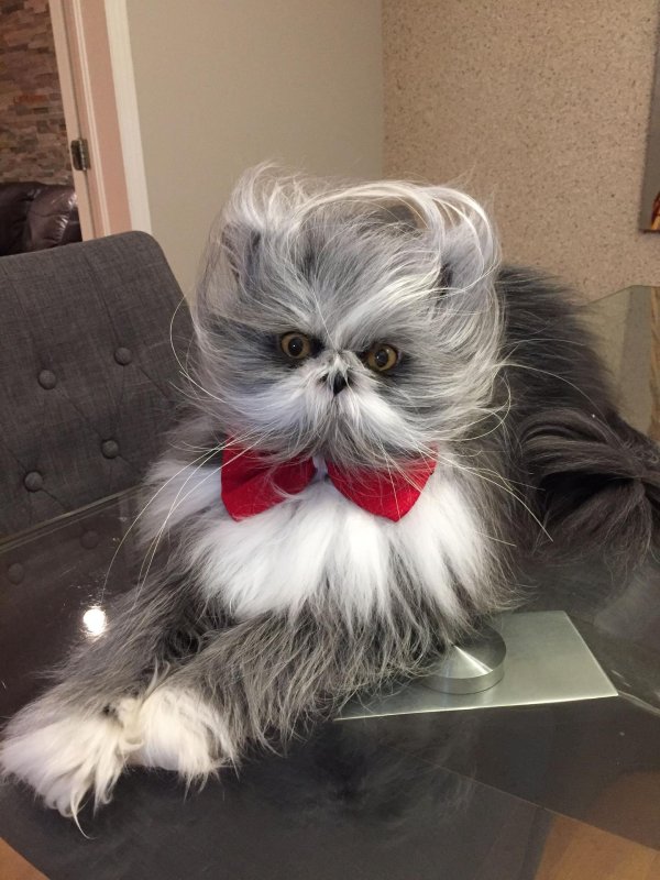 атчум порода