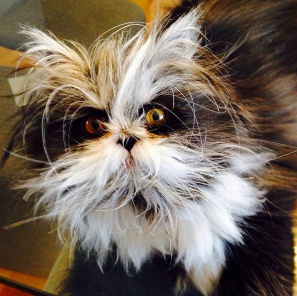 лохматая кошка