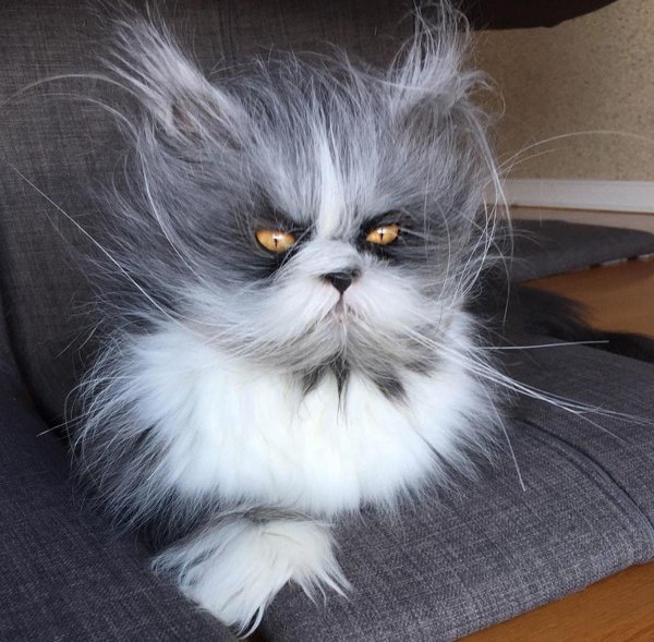 атчум персидский