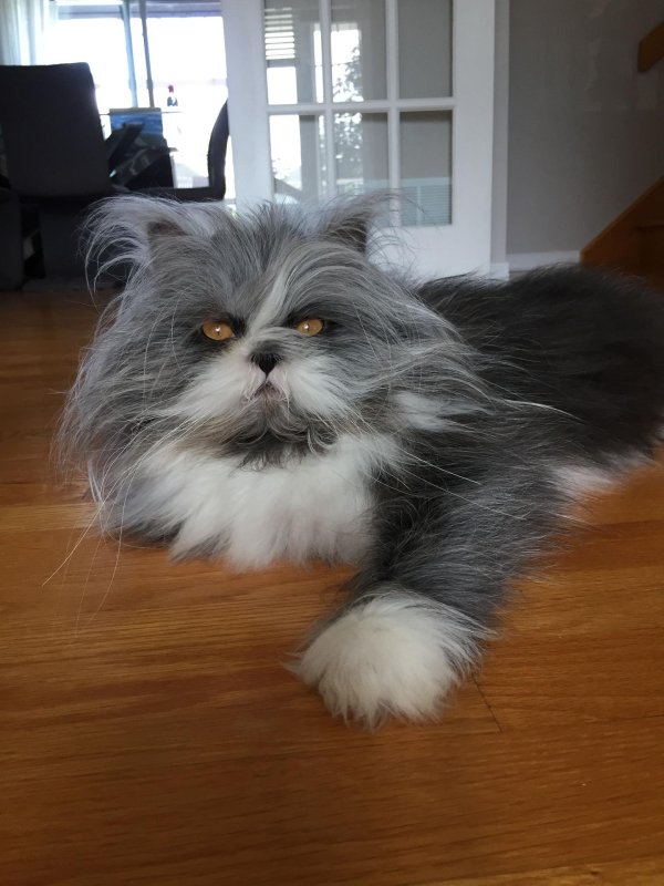 персидская кошка