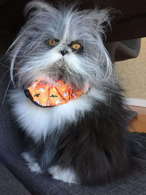 персидская шиншилла вилфред