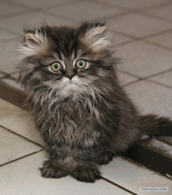 шотландская хайленд страйт