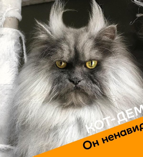 персидская шиншилла вилфред