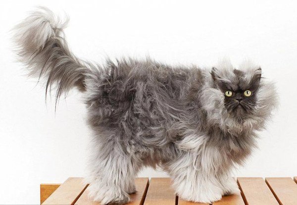 персидская длинношерстная кошка