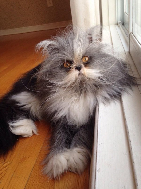 кошка лохматая